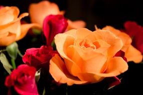 Red orange roses macro photo