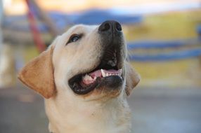 picture of the adorable labrador dog