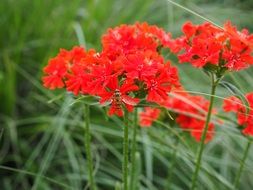 Lychnis chalcedonica among green grass