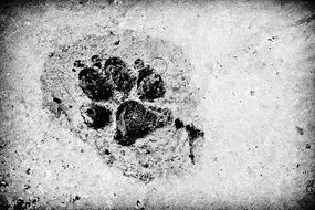 black and white photo of a wolf track on cement