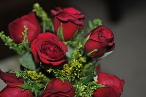 maroon roses in a vase