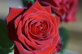 tender red rose close-up