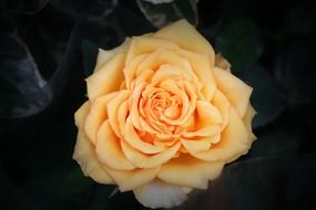 Beautiful yellow rose blossomes in the garden