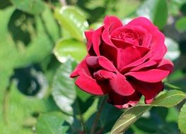 red rose on a background of a bush