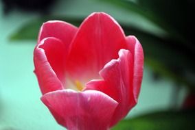 chictulip flower perennial