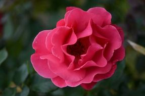 fresh velvety rose bud