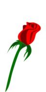 Red rose picture