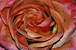 pink rose flower petals close up