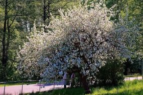 senior couple under flowering tree