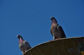 doves on a roof