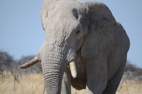 portrait of an elephant among nature