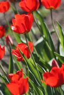 tulips in spring