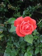 pink rose on a green bush in a spring garden