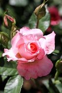 rosebud on a bush