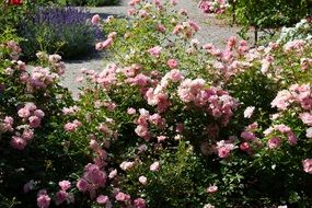 many pink roses in leaves