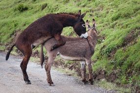 reproduction of donkeys