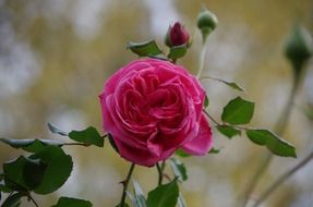 pink rose, flower and buds