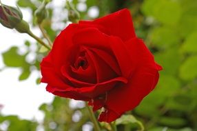 red rose with buds on a background of a bush