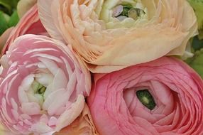 ranunculus asiaticus flower