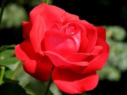 red beautiful rose