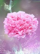 romantic pink carnation