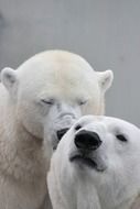 Muzzles of two polar bears
