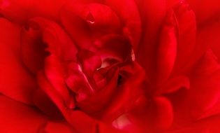 bright red rose close up