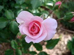 Light pink rose in the garden