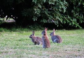 three wild rabbits in the meadow