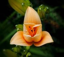 apricot daylily flower