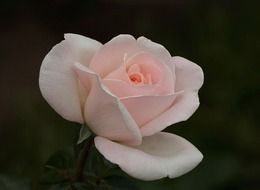 pastel rose close up