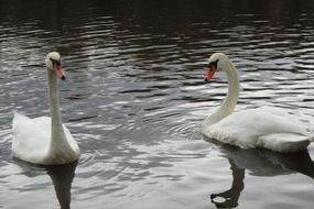 two white swans on water