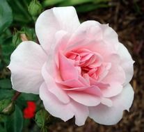 rosebud on a bush close up