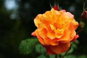 colorful romantic rose flower