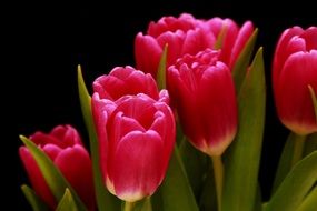 pink tulips ornamental flower