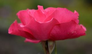 Side view of a rose