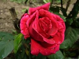 fresh red rose flower with water drops