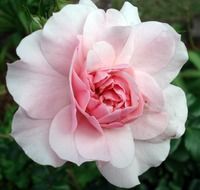 Light pink rose closeup