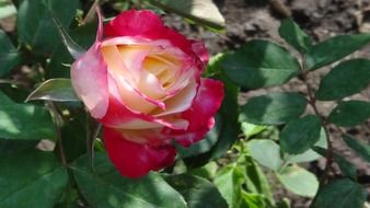 spring garden rose bud