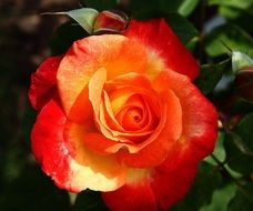 beautiful multi coloured rose in bloom