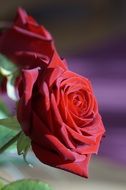two scarlet roses