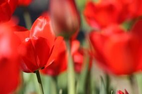 spring red tulips close-up on blurred background