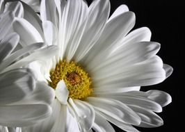 nice daisy flower