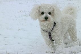 a dog playing with snow