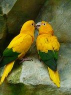 two yellow parrot on a rock