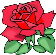 red rose as a graphic illustration