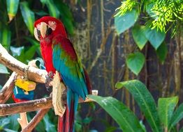 bright macaw parrot on branch