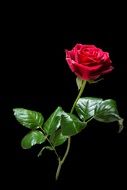 Red rose on a stem on a black background