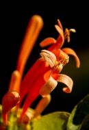 orange fresh flower