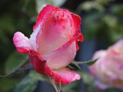 open rosebud